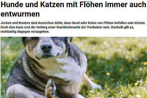 Frankfurter Neue Presse, 13. September 2017