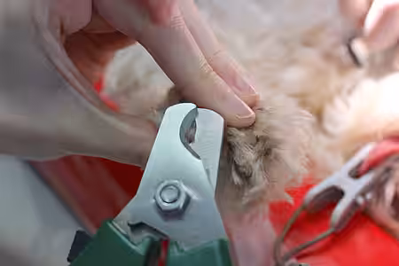 Kürzen der Krallen