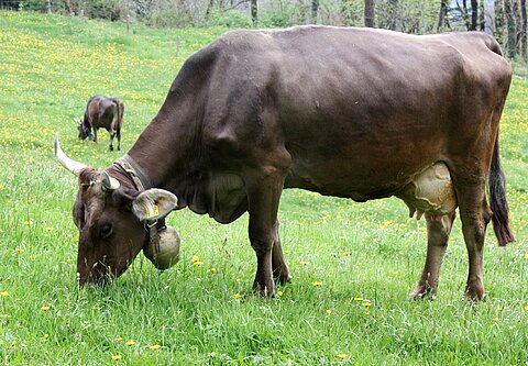 Milchkuh der Rasse Original Braunvieh