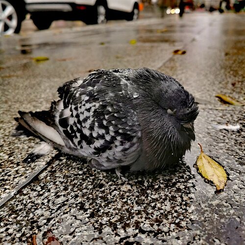 Waschbären in Berlin: Ein dickes Fell 