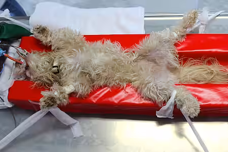 Intubation, Anschluss an Überwachungsmonitor und Fixierung. 