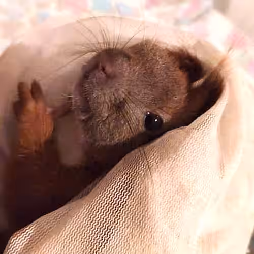 Eichhörnchen Margret 