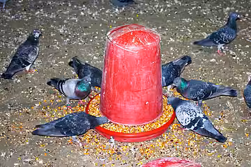 Im betreuten Schlag gibt es artgerechtes Futter