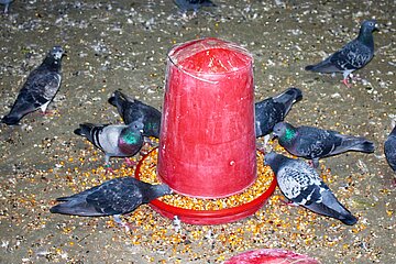 Im betreuten Schlag gibt es artgerechtes Futter