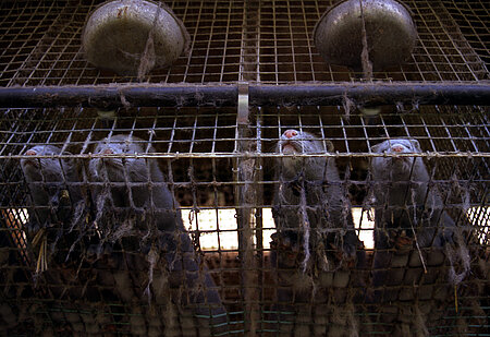 Über 100 Millionen Tiere sterben jedes Jahr für die Pelzindustrie.