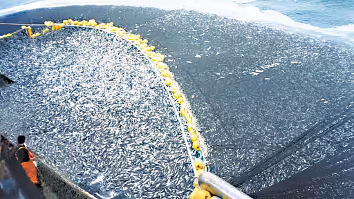 Etwa 360.000 kg Fisch enthält allein dieser Fang mit einem Ringwadennetz.