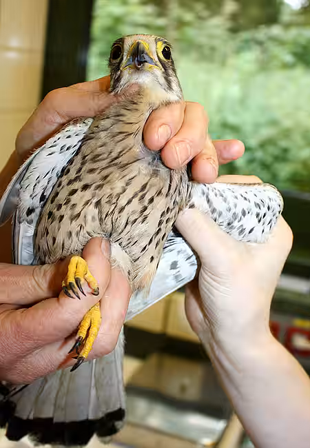 Verletzter Turmfalke 