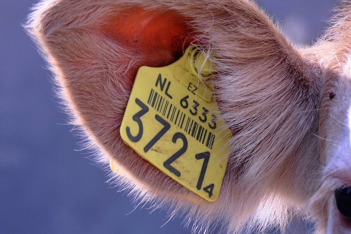 Маркирование и учет животных. Маркирование и учет животных. Маркирование и учет животных. Маркировка животных. Маркирование и учет животных.
