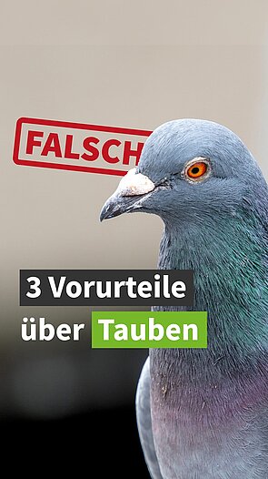 Vorurteile über Tauben