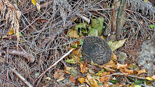 Ein Jungigel im Unterholz