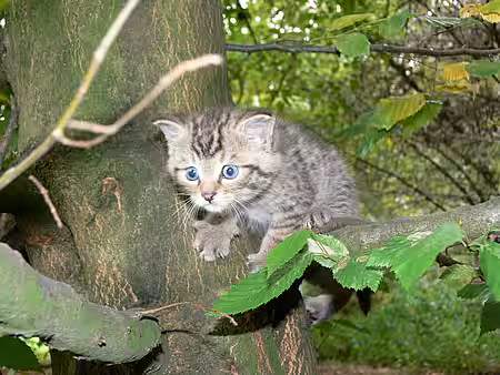 Junge Wildkatze im Baum