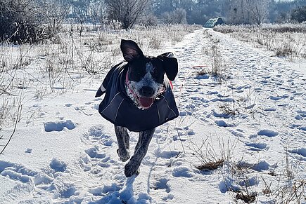 Kommt Ihr Hund so freudig und motiviert zu Ihnen zurück, haben Sie im Training alles richtig gemacht.