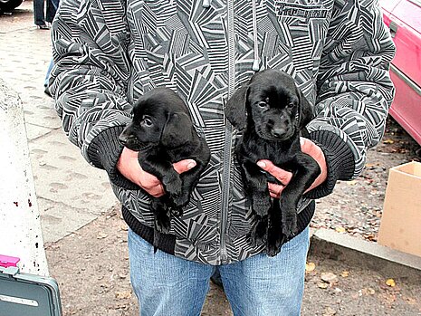 Seit 2012 ist der Verkauf von Hunden und Katzen in Polen nur noch über Züchter oder Tierheime erlaubt Seit 2012 ist der Verkauf von Hunden und Katzen in Polen nur noch über Züchter oder Tierheime erlaubt