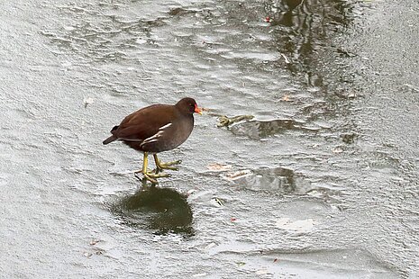 Teichhuhn (Gallinula chloropus) auf Eisfläche.