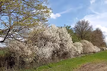 Hecke in der freien Landschaft (Feldhecke).