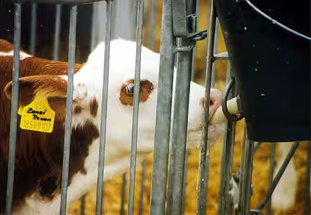 Kälbchen wird gefüttert