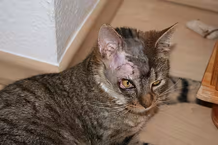 Felix im Januar 2015