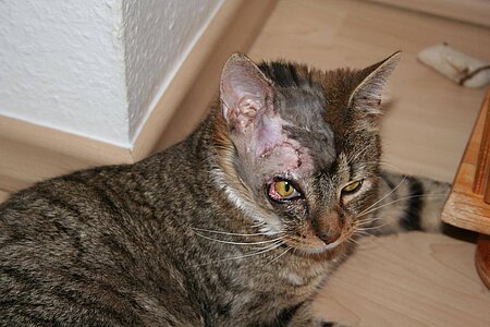 Felix im Januar 2015