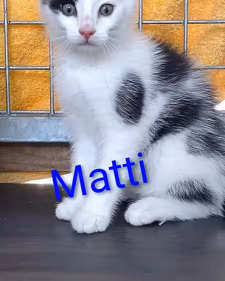 Kitten Matti Kitten Matti