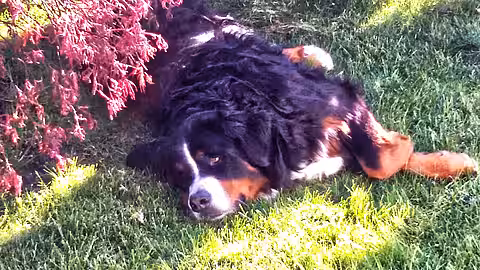Berner Sennenhund