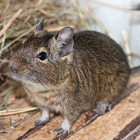 Natürlich kosten auch Kleintiere wie Degus Geld. Natürlich kosten auch Kleintiere wie Degus Geld.