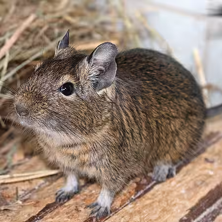 Natürlich kosten auch Kleintiere wie Degus Geld. Natürlich kosten auch Kleintiere wie Degus Geld.