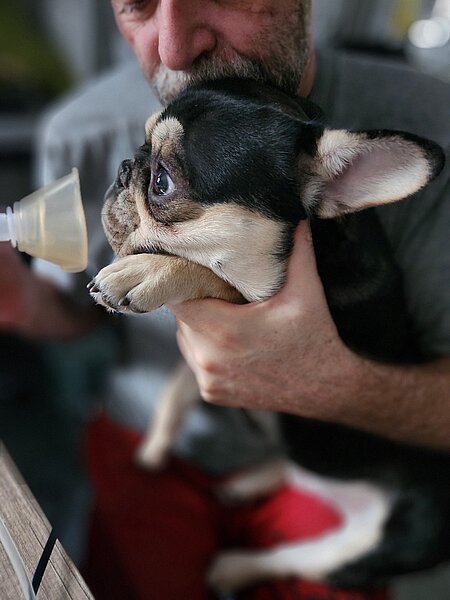 Eine Französische Bulldogge mit einer Atemmaske vor dem Kopf