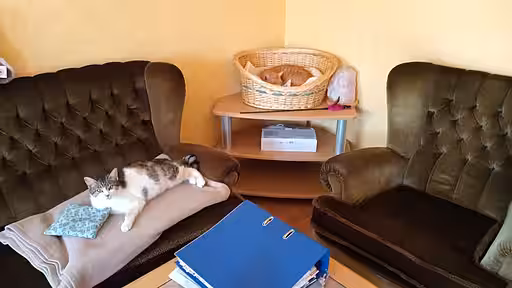 Katze kurz vor Geburt.