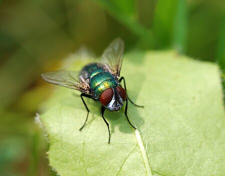 Schmeißfliege Lucilia cuprina. Schmeißfliege Lucilia cuprina.