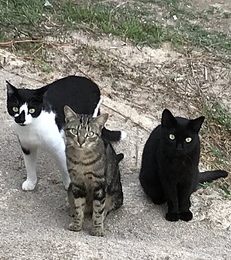 Betreute Katzenkolonie in Spanien