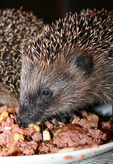 Igel beim Fressen.