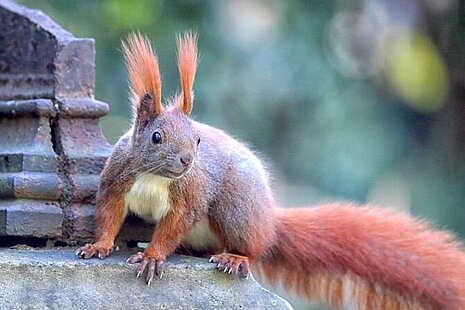 Einheimisches Eichhörnchen