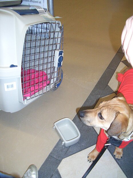 Ein Hund muss an eine Transportbox gewöhnt werden.