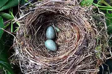 Gehölze dürfen grundsätzlich nicht gefällt oder stark gestutzt werden, wenn sich z.B. aktuell genutzte Vogelnester darin befinden.