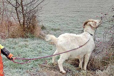 Winterspaziergang mit den Ziegen vom Lottihof