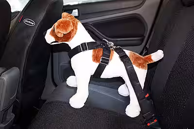 Hunde auf der Rückbank sichert man mit einem speziellen Gurtsystem. © aktion tier, Ursula Bauer