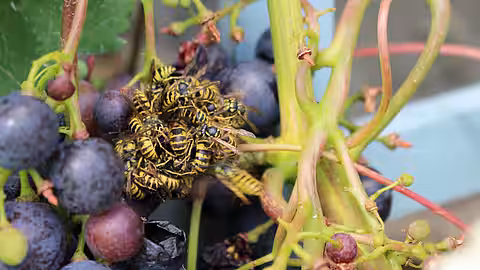 Wespen an Weintrauben