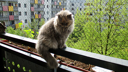 Ein mit einem speziellen Netz gesicherter Balkon ist für Katzenhalter ein Muss.