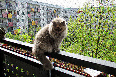 Ein mit einem speziellen Netz gesicherter Balkon ist für Katzenhalter ein Muss.