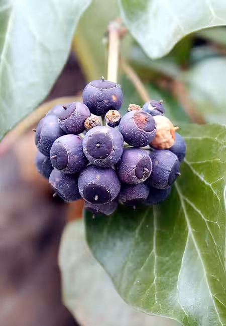 Reife Früchte des Efeus