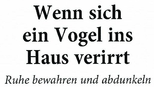 27.07.2021, Wenn sich ein Vogel ins Haus verirrt, Rhein Neckar Zeitung | Heidelberg
