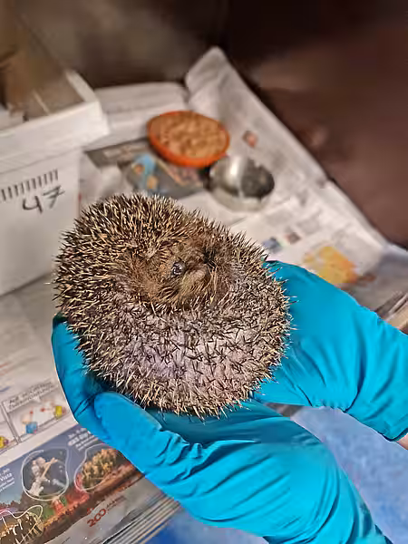 Zwei behandschuhte Hände halten einen eingekugelten Igel.