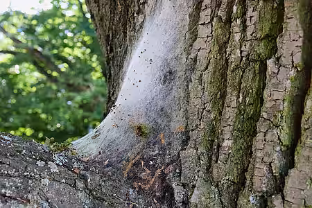 Raupen-Nest in einer Astgabel. Raupen-Nest in einer Astgabel