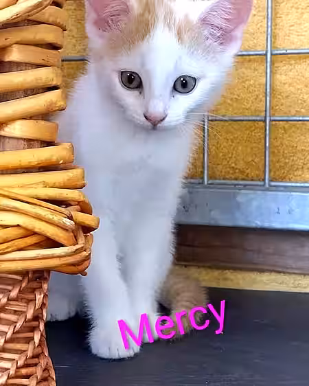 Kitten Maddy Kitten Maddy