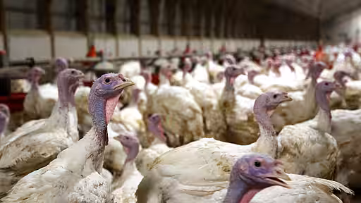 Dicht gedrängt: So leben Millionen von Puten in Deutschland.