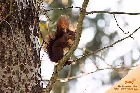 Eichhörnchen auf einem Baum