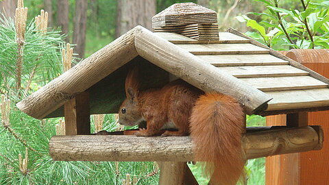 Eichhörnchen rüstet sich für den Winter 