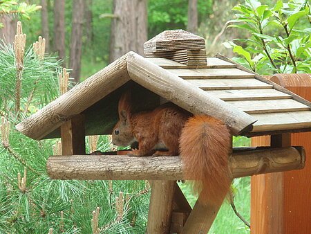 Eichhörnchen rüstet sich für den Winter 