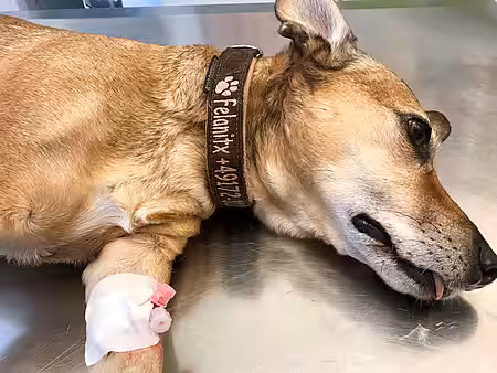 Nach einer Narkosedauer von 2,5 Stunden kann die Aufwachphase eine gute Stunde dauern.