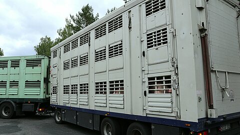 Tiere in engen Tiertransportern auf dem Weg zum Schlachthof
